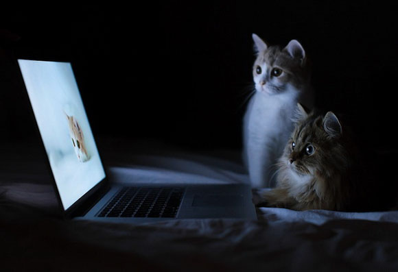 快乐萌猫的艺术生活非常有趣的动物摄影