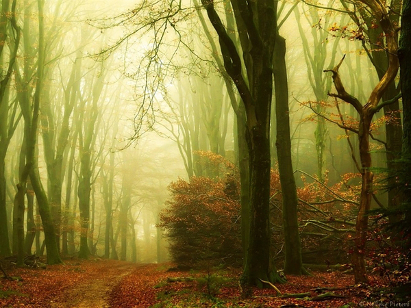 童话森林 童话一样的场景 壮观的森林美景